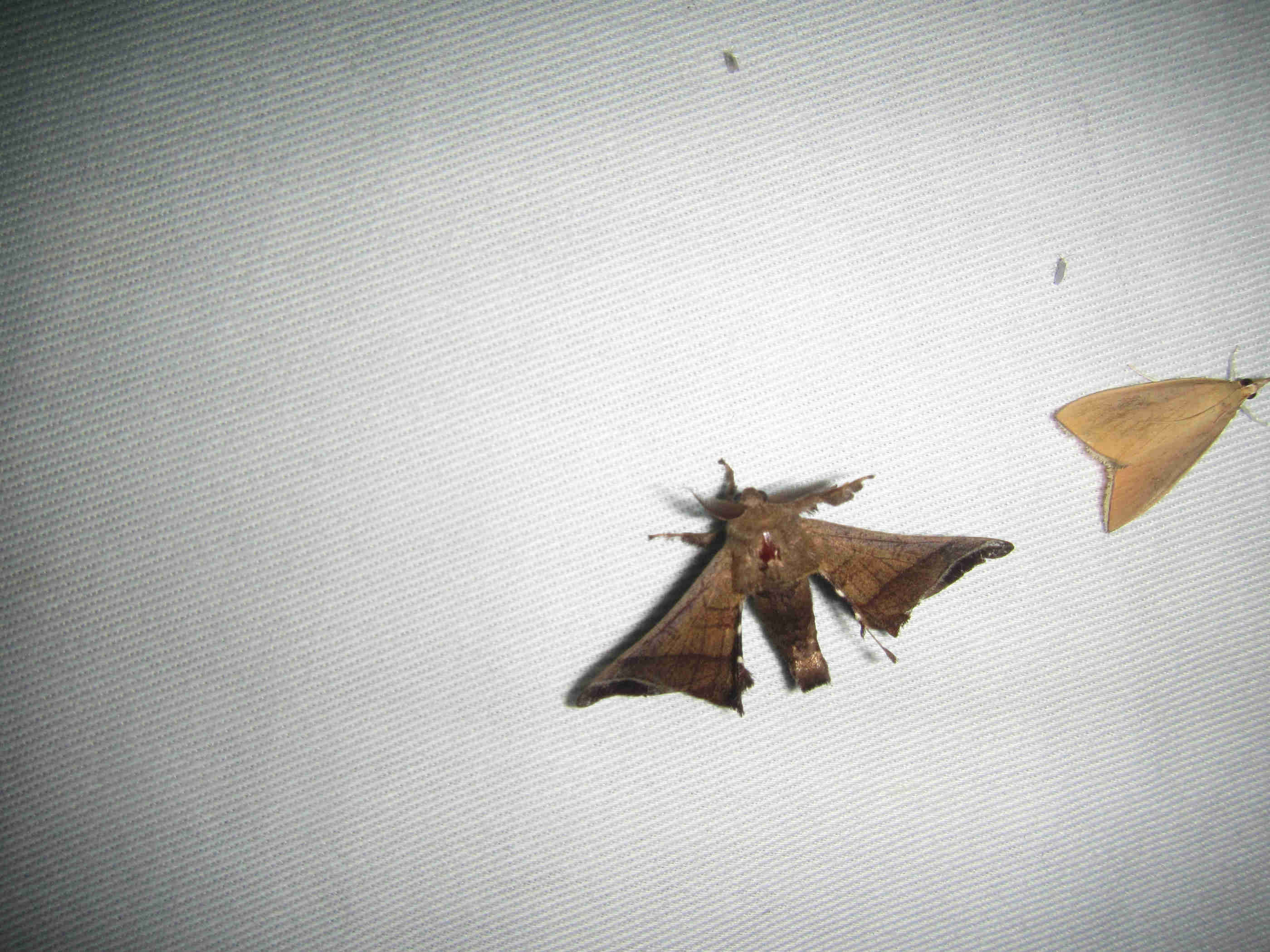 茶臼山ライトトラップ 2022年9月3日（土）19:00 - 4日（日）朝 | 西